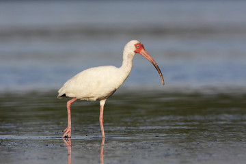 American White Ibis (Eudocimus albus) foraging in water, Curry Hammock State Park, Florida, USA