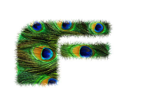 High resolution upper case letter F made of peacock feathers alphabet isolated on white background