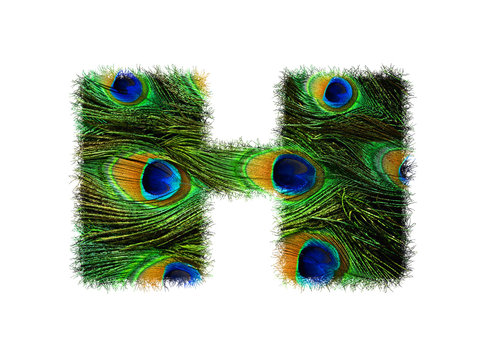 High resolution upper case letter H made of peacock feathers alphabet isolated on white background