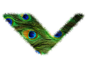 Obraz premium High resolution upper case letter V made of peacock feathers alphabet isolated on white background