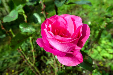 Pink rose