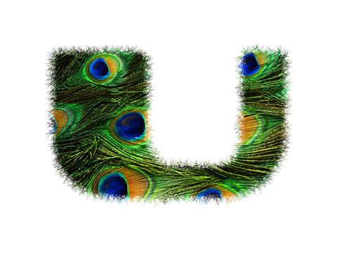 High resolution upper case letter U made of peacock feathers alphabet isolated on white background