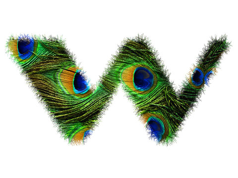 High resolution upper case letter W made of peacock feathers alphabet isolated on white background