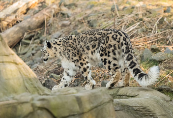 Schneeleopard im Neunkircher Zoo