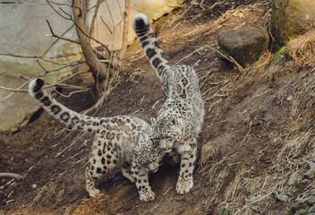 Schneeleopard im Neunkircher Zoo