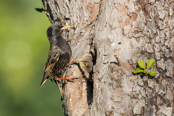 Fütternder Star mit einem Jungvogel in einem alten Kirschbaum