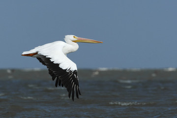 American white pelican (Pelecanus erythrorhynchos) flying, Bolivar Peninsula, Texas, USA