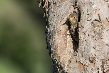 Junger Star in einer Bruthöhle