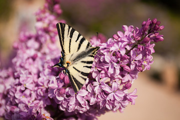 butterfly on lilac