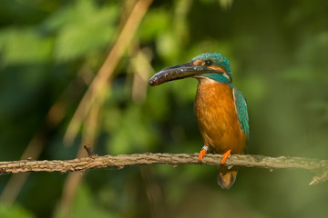 Eisvogel mit einem gefangenen Fisch auf einem Ast