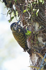 White-spotted woodpecker (Veniliornis spilogaster) on tree near nest, Itanhaem, Brazil
