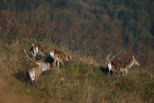 Red Deer (Cervus elaphus) females with a roaring male. Bieszczady, Carpathian Mountains, Poland, September.
