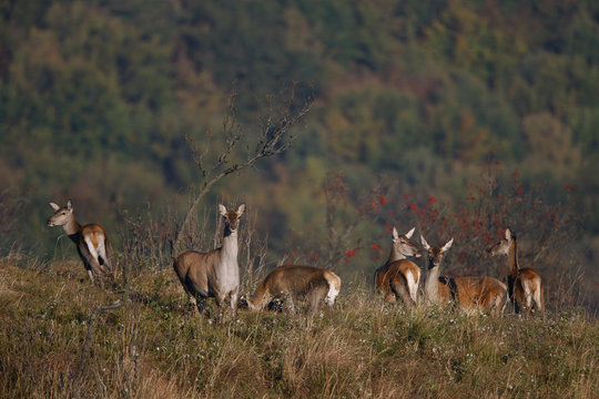 Red Deer (Cervus elaphus) females, a harem belonging to an alpha male. Bieszczady, Carpathian Mountains, Poland, September.
