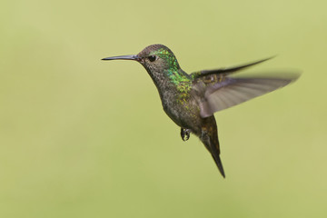 White-chinned sapphire (Hylocharis cyanus) flying in mid-air, Itanhaem, Brazil