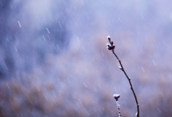 winter snowed tree branch in nature useful for background