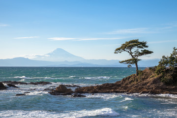 Obraz premium 富士山と松の木