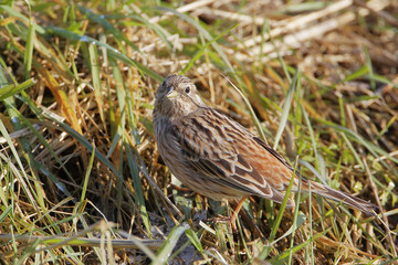 Pine bunting (Emberiza leucocephalos) in grass, the Netherlands