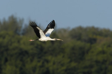 Wood stork (Mycteria americana) flying against mangrove trees,  Ding Darling NWR, Florida, USA