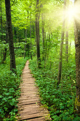Obraz premium Wooden Walkway in Plitvice Lake National Park, Croatia