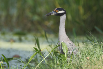 Yellow-crowned Night heron (Nyctanassa violacea) in marsh, Brazos Bend State Park, Texas, USA