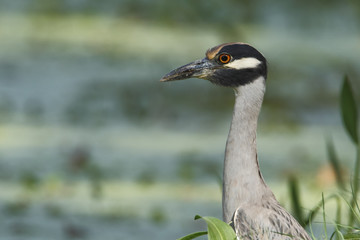 Yellow-crowned Night heron (Nyctanassa violacea) in marsh, Brazos Bend State Park, Texas, USA