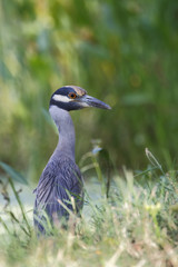 Yellow-crowned Night heron (Nyctanassa violacea) in marsh, Brazos Bend State Park, Texas, USA