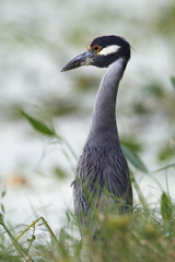 Yellow-crowned Night heron (Nyctanassa violacea) in marsh, Brazos Bend State Park, Texas, USA