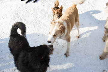 Walking the pack/array of dogs, most dachshunds, being walked by single person in the background on city sidewalk