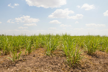 Sugarcane field.