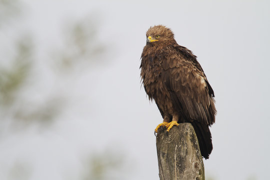 Lesser-spotted eagle (Aquila pomarina) perched on post near Lutowiska, Poland, September 2011