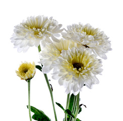chrysanthemum flower Isolated on white background