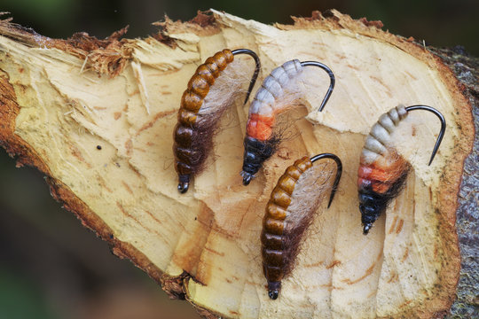 Polish tied fly patterns imitating various Gammarus species displyed on a Willow (Salix sp) branch cut by a Eurasian beaver (Castor fiber) Myczkowce, San River, Poland,
