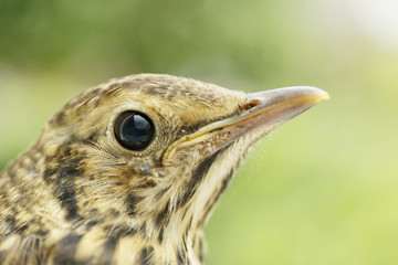 Young Song Thrush (Turdus philomelos) in front of window close up, the Netherlands