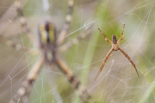 Tiny male Wasp spider (Argiope bruennichi) with large female behind on their webs, Etang des Boires - an oxbow of the river Allier, Pont-du-Chateau, Auvergne, France, August 2010