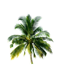 Fototapeta na wymiar Coconut trees isolated on white background