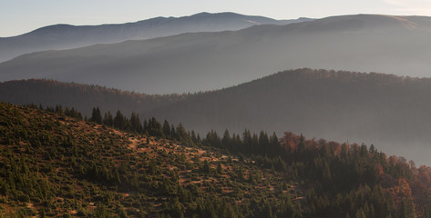 Mixed Common beech (Fagus sylvatica) and Spruce (Picea abies) forests in autum colours at sunrise seen from the road to Muntele Mic. Southern Carpathians, Muntii Tarcu, Caras-Severin, Romania, October 2012