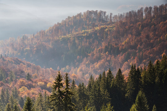 Mixed Common beech (Fagus sylvatica) and Spruce (Picea abies) forests in autum colours at sunrise seen from the road to Muntele Mic. Southern Carpathians, Muntii Tarcu, Caras-Severin, Romania, October 2012