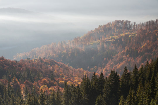 Mixed Common beech (Fagus sylvatica) and Spruce (Picea abies) forests in autum colours at sunrise seen from the road to Muntele Mic. Southern Carpathians, Muntii Tarcu, Caras-Severin, Romania, October 2012