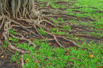 Roots of a tree and green grass background