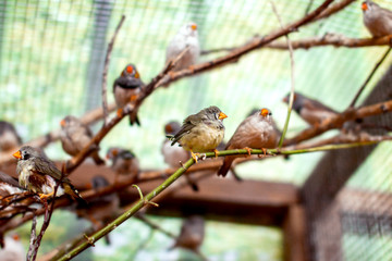 exotic image of a flock of small birds in the aviary beautiful