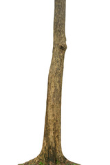 Tree trunk isolated on white background. This has clipping path.