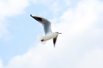 White seagull in the sky against a background of clouds. Sea bird.