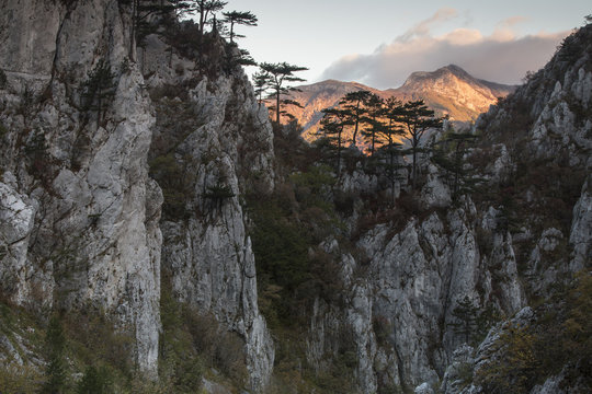 Black pine (Pinus nigra var. bannatica), endemic subspecies, growing on a ridge in Domogled Valea Cernei National Park, Baile Herculane, Caras Severin, Romania, October 2012