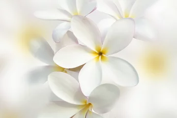 Abwaschbare Fototapete Frangipani Weißer Plumeria-Blumenhintergrund
