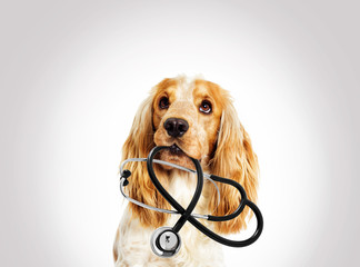 portrait vet dog spaniel on a gray background - 137920921