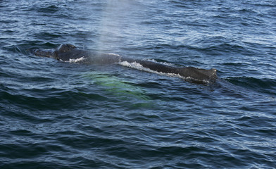 Obraz premium Humpback whale in the Atlantic ocean