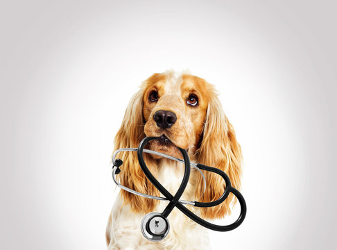 portrait vet dog spaniel on a gray background