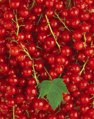Fresh Fruits Red Currants
