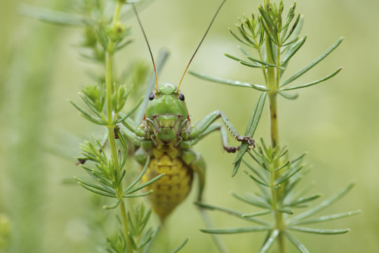 Female Wart biter bush cricket (Decticus verrucivorus) on plants, Stenje region, Galicica National Park, Macedonia, June 2009