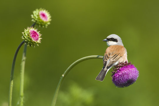 Red-backed Shrike male (Lanius collurio) male perched on Musk thistle (Carduus nutans) Bulgaria, May 2008 UNAVAILABLE FOR COMMERCIAL USE WITHOUT PRIOR CONSENT